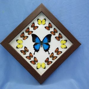 11x11 P.Ulysses Diamond P1 0001 11x11 P.Ulysses Diamond P1 0001