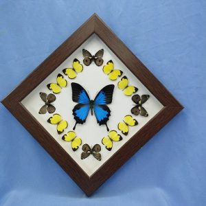 11x11 P.Ulysses Diamond P1 0002 11x11 P.Ulysses Diamond P1 0002