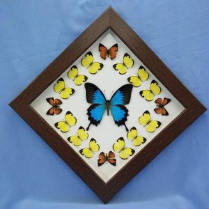 11x11 P.Ulysses Diamond P1 0003 11x11 P.Ulysses Diamond P1 0003