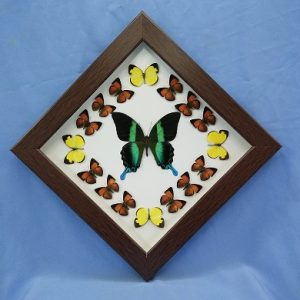 11x11 Papilio Blumei Diamond P1 0001 11x11 Papilio Blumei Diamond P1 0001