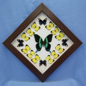 11x11 Papilio Blumei Diamond P1 0002 11x11 Papilio Blumei Diamond P1 0002