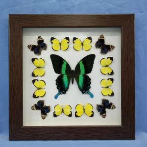 11x11 Papilio Blumei Square P1 0003 11x11 Papilio Blumei Square P1 0003