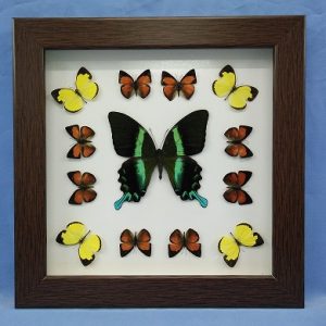 11x11 Papilio Blumei Square P1 0004 11x11 Papilio Blumei Square P1 0004