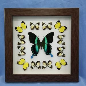 11x11 Papilio Blumei Square P1 0005 11x11 Papilio Blumei Square P1 0005