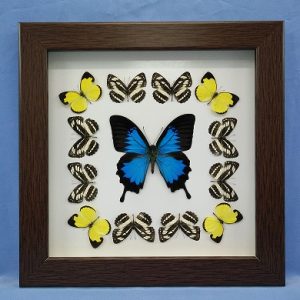 11x11 PapilioUlysses Square P1 0006 11x11 PapilioUlysses Square P1 0006