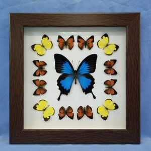 11x11 PapilioUlysses Square P1 0007 11x11 PapilioUlysses Square P1 0007