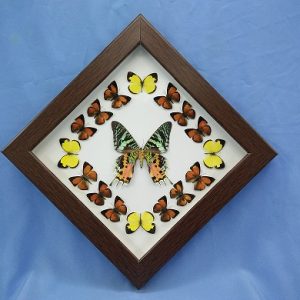 11x11 Rainbow Moth Diamond P1 0001 11x11 Rainbow Moth Diamond P1 0001