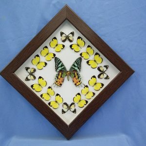 11x11 Rainbow Moth Diamond P1 0002 11x11 Rainbow Moth Diamond P1 0002