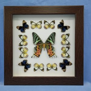 11x11 Rainbow Moth Square P1 0003 11x11 Rainbow Moth Square P1 0003