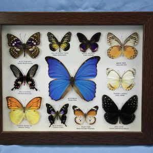 11x14 14 Butterfly Pic1 0001