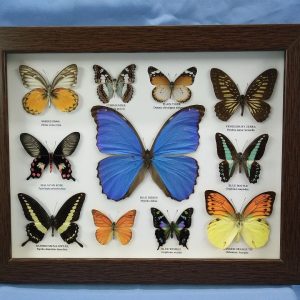 11x14 14 Butterfly Pic2 0001