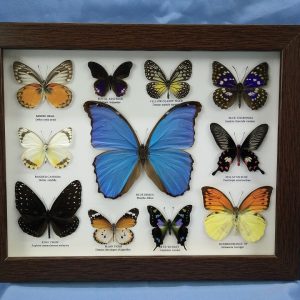 11x14 14 Butterfly Pic3 0001