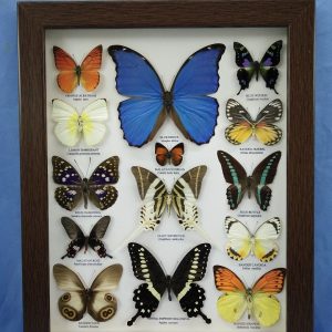 13x16 14Butterfly M,Didius Pic1 0001