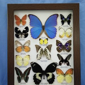 13x16 14Butterfly M,Didius Pic2