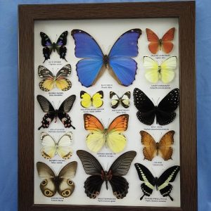 13x16 14Butterfly M,Didius Pic4