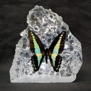 C36 BLUE BOTTLE C36 BLUE BOTTLE