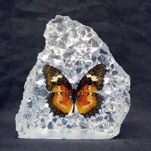 C36 MALAY LACEWING C36 MALAY LACEWING