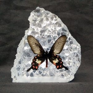 C36 MALAYAN ROSE C36 MALAYAN ROSE