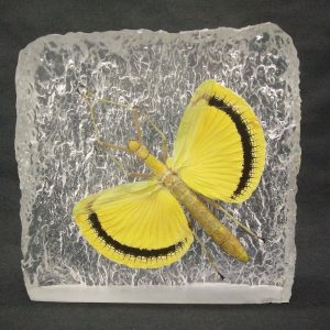 CRYSTAL YELLOW WINGED STICK