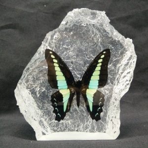 CURVE SHAPE BLUE BOTTLE CURVE SHAPE BLUE BOTTLE