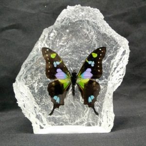 CURVE SHAPE BLUE WEISKEI CURVE SHAPE BLUE WEISKEI