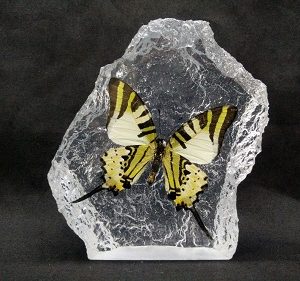 CURVE SHAPE FIVEBAR SWORDTAIL CURVE SHAPE FIVEBAR SWORDTAIL