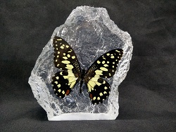 CURVE SHAPE LIME BUTTERFLY CURVE SHAPE LIME BUTTERFLY