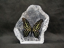 CURVE SHAPE TAILED JAY CURVE SHAPE TAILED JAY