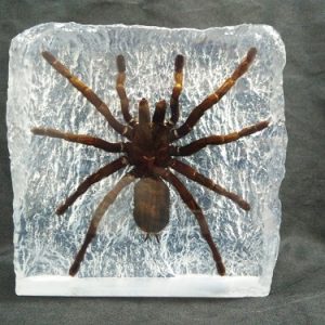 Giant Crystal Spider