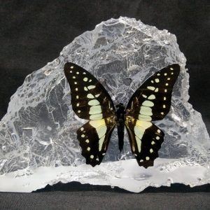 HILL SHAPE MALAYAN JAY HILL SHAPE MALAYAN JAY