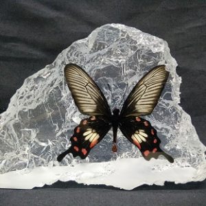 HILL SHAPE MALAYAN ROSE HILL SHAPE MALAYAN ROSE