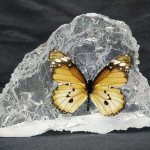 HILL SHAPE PLAIN TIGER HILL SHAPE PLAIN TIGER