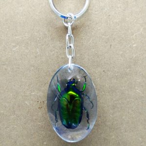 KEY CHAIN OVAL SHAPE LARGE GREEN CTN 1