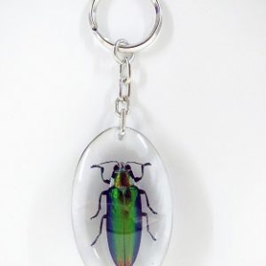 KEY CHAIN OVAL SHAPE RED TAIL JEWEL BEETLE