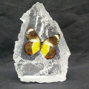 MOUTAIN SHAPE DELIAS