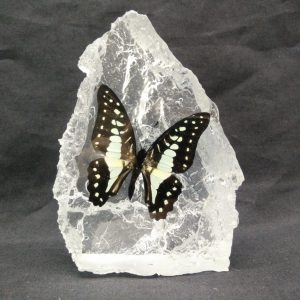 MOUTAIN SHAPE MALAYAN JAY