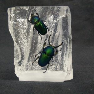 Rattan shape 2 Lamprima sp Rattan shape 2 Lamprima sp