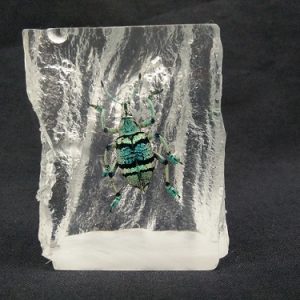 Rattan shape Bupholus sp