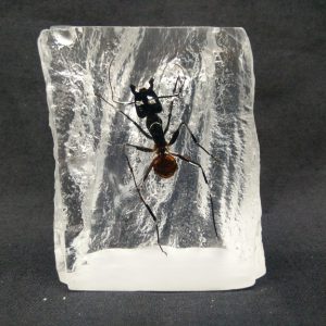 Rattan shape Giant Ant Rattan shape Giant Ant