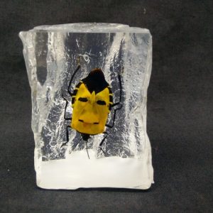 Rattan shape Human Face Bug Rattan shape Human Face Bug