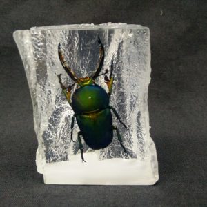 Rattan shape Lamprima Stag Rattan shape Lamprima Stag