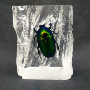 Rattan shape Thaumastopeus striatus Rattan shape Thaumastopeus striatus