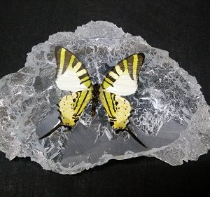 SLEEP FIVEBAR SWORDTAIL