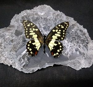 SLEEP LIME BUTTERFLY