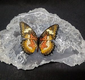 SLEEP MALAY LACEWING