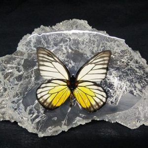 SLEEP RED SPOT SAWTOOTH