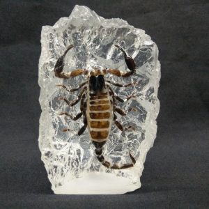 Small island Shape Scorpion