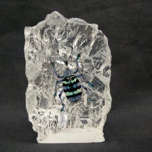 Small island shape Bupholus sp