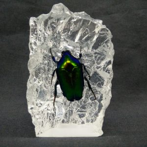 Small island shape Dark Green Cetonid