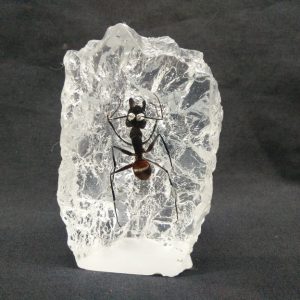 Small island shape Giant Ant